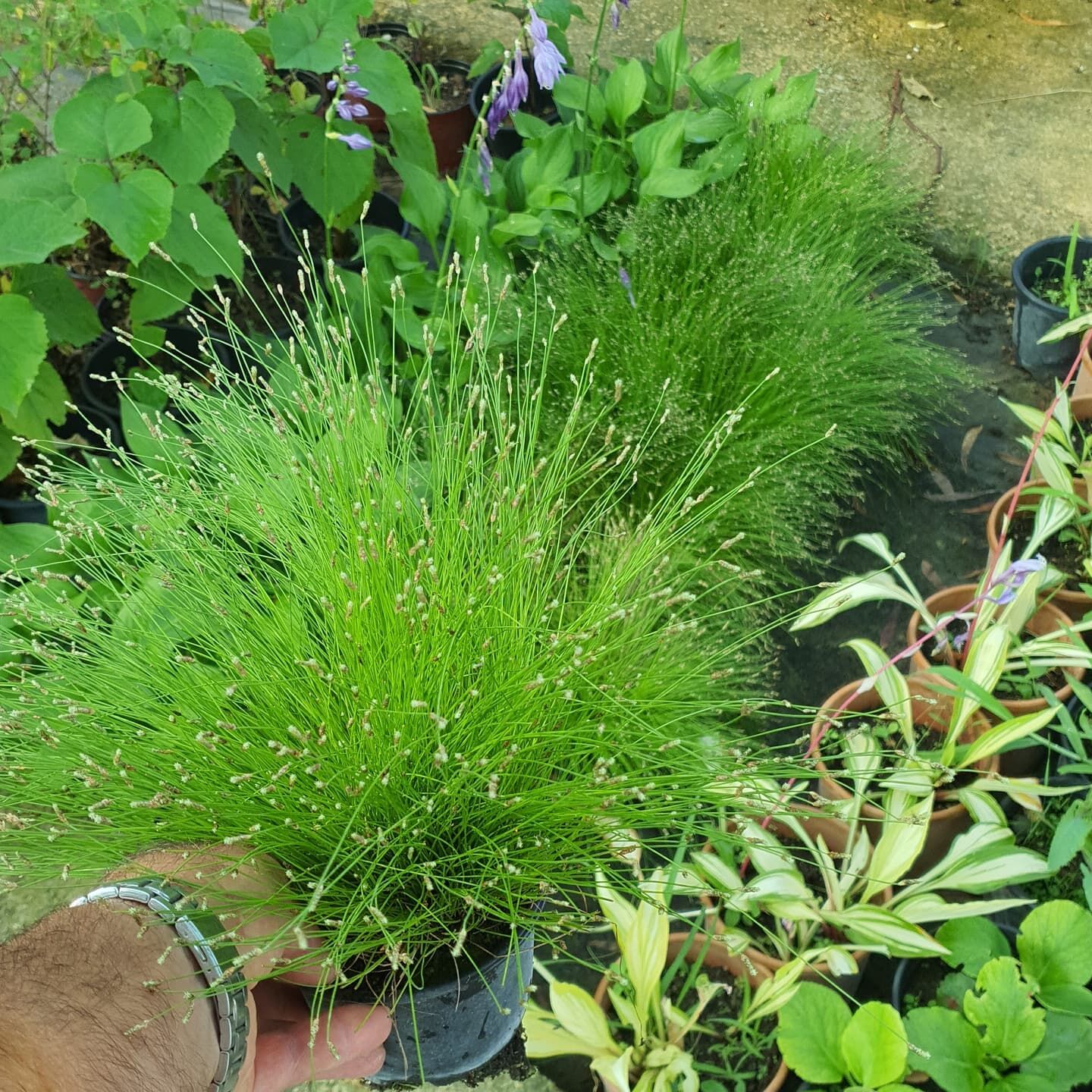 Scirpus Cernuus (Isolepis Cernua)-Fiber Optik Çimi