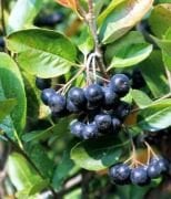 5 Yaş-Aronia Melanocarpa (Chokeberry)-Rus Yaban Mersini-Siyah Meyveli