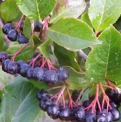 5 Yaş-Aronia Melanocarpa (Chokeberry)-Rus Yaban Mersini-Siyah Meyveli