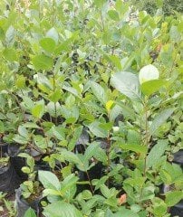5 Yaş-Aronia Melanocarpa (Chokeberry)-Rus Yaban Mersini-Siyah Meyveli