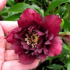 Katlı kırmızı noel gülü çiçeği helleborus double ellen red 10 cm