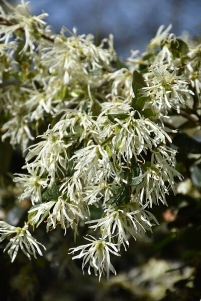 Loropetalum  Beyaz Çiçekli 10-30 cm