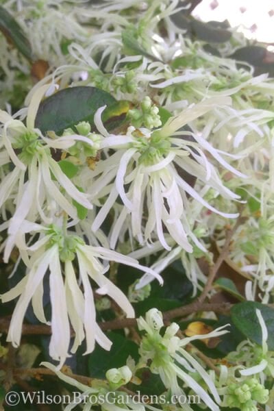 Loropetalum  Beyaz Çiçekli 10-30 cm