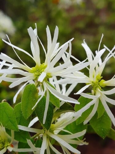 Loropetalum  Beyaz Çiçekli 10-30 cm