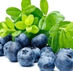 İthal Yaban Mersini Fidanı 2 Yaş- 60-90 cm