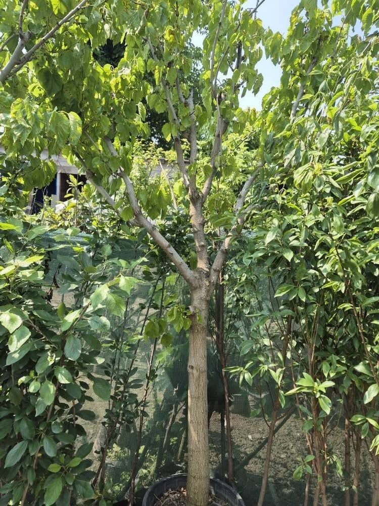 Beyaz Dut Fidanı 10 Yaş-Gövde Çevresi 20-24 cm-Boy 230-250 cm