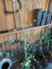 Siyah Ahududu Fidanı 80-100 cm