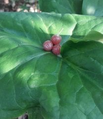 Güz Zeytini (Eleagnus Umbellata) Fidanı 130-150 cm