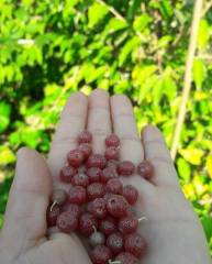 Güz Zeytini (Eleagnus Umbellata) Fidanı 130-150 cm