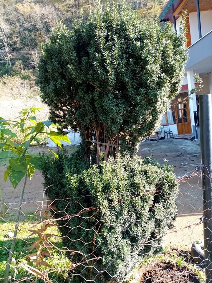 Taxus Baccata Fidanı 80-120 cm