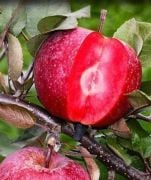 Ordu Şehri-İçi Dışı Kırmızı Elma Fidanı Doğal-Boy 250-300 cm-7 Yaş-Gövde Çapı 10-16 cm