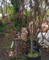 Ordu Şehri-İçi Dışı Kırmızı Elma Fidanı Doğal-Boy 250-300 cm-7 Yaş-Gövde Çapı 10-16 cm