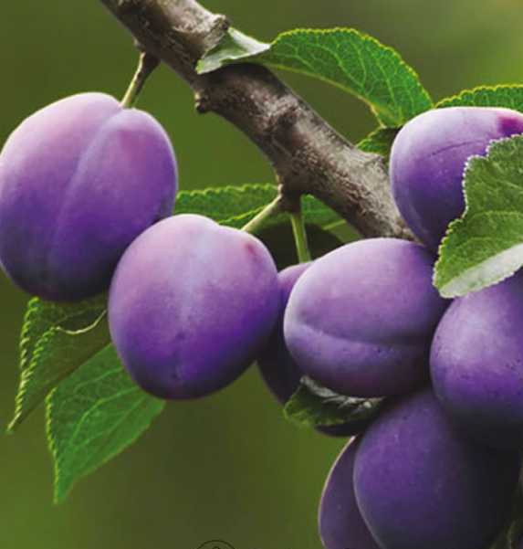 President Erik Fidanı 5-6 Yaş- Boy 230-280 cm-Gövde Çevresi 6-8 cm-Meyveli