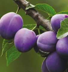 President Erik Fidanı 5-6 Yaş- Boy 230-280 cm-Gövde Çevresi 6-8 cm-Meyveli