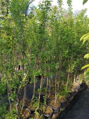 President Erik Fidanı 5-6 Yaş- Boy 230-280 cm-Gövde Çevresi 6-8 cm-Meyveli