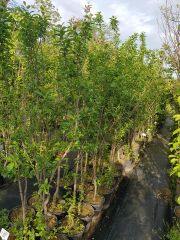 President Erik Fidanı 5-6 Yaş- Boy 230-280 cm-Gövde Çevresi 6-8 cm-Meyveli