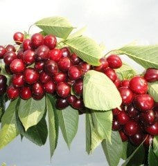 Kiraz (Napolyon) Fidanı 230-250 cm-5-6 Yaş