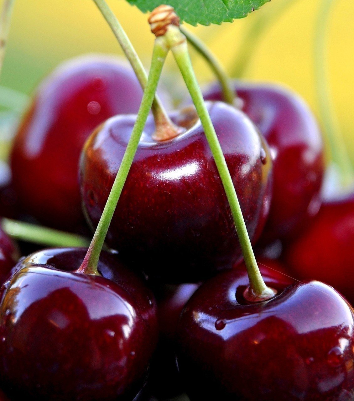 Kiraz (Napolyon) Fidanı 230-250 cm-5-6 Yaş