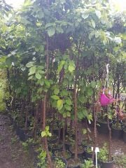 Kiraz (Napolyon) Fidanı 230-250 cm-5-6 Yaş