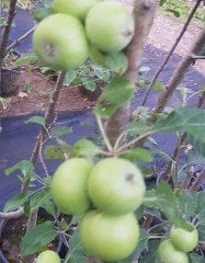 Elma (Granny Smith) Fidanı 5 Yaş--200-250 cm