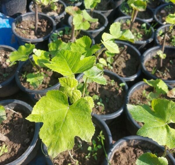 Red Globe Üzüm Fidanı 2 Yaş 20-40 cm-Saksılı