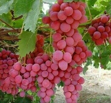 Red Globe Üzüm Fidanı 2 Yaş 20-40 cm-Saksılı
