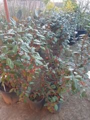 Eleagnus Ebbingei (Kış İğdesi ) Fidanı 170-200 cm-Bol Çiçekli