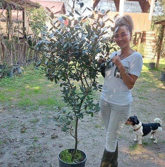 Eleagnus Ebbingei (Kış İğdesi ) Fidanı 170-200 cm-Bol Çiçekli