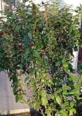 Eleagnus Ebbingei (Kış İğdesi ) Fidanı 170-200 cm-Bol Çiçekli