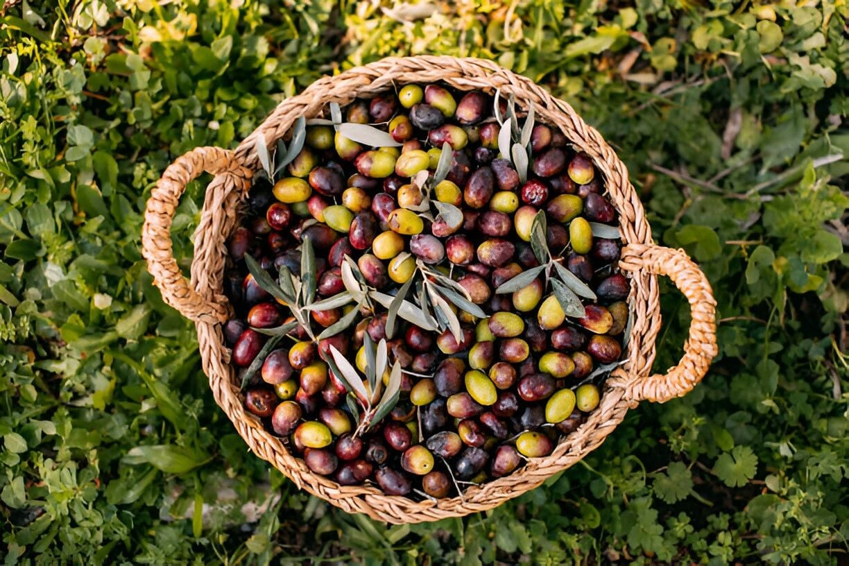 Zeytin Ağacı Yetiştirilirken Hangi Gübreler Kullanılır? 