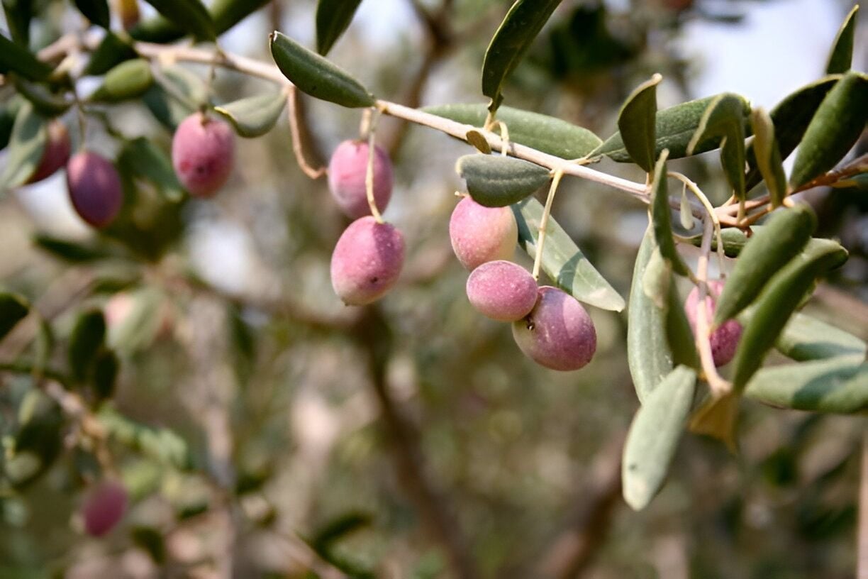 Zeytin Fidanı Kaç Yılda Meyve Verir? Zeytin Yetiştiriciliği 