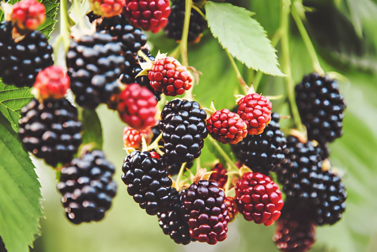 Böğürtlenin Faydaları Nelerdir? Neye İyi Gelir?  