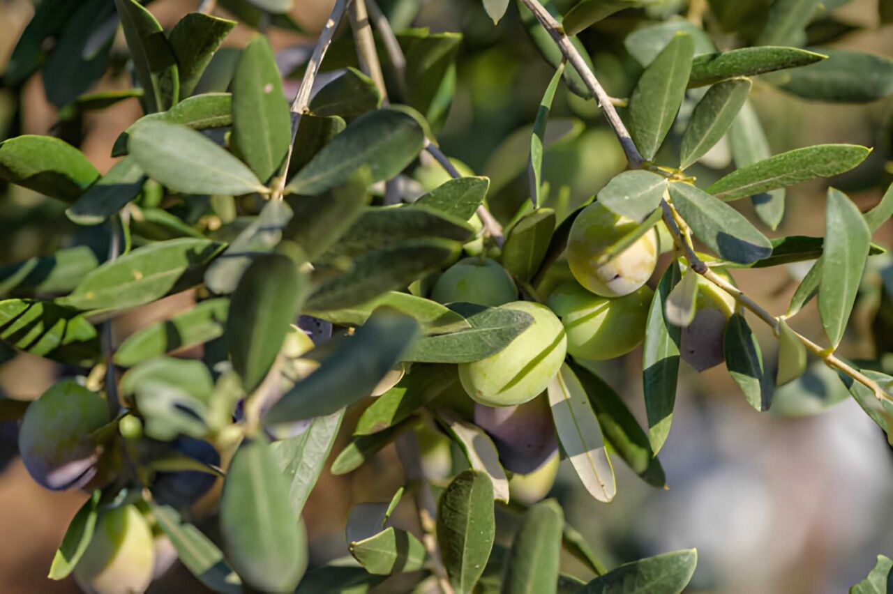 Gemlik Zeytini Nedir? Gemlik Zeytini Farkları Nelerdir? 