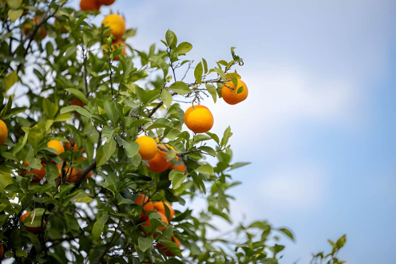 Portakal Ağacı Ne Zaman Dikilir? Bakımı Nasıl Yapılır?