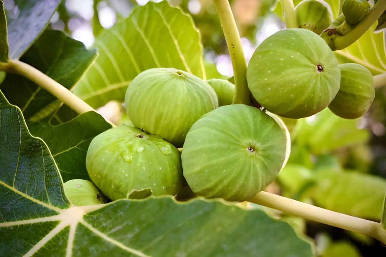 İncir Ağacı Ne Zaman Dikilir? Bakımı Nasıl Yapılır?