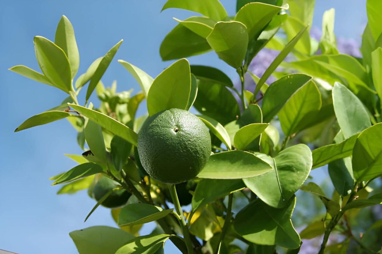 Lime Meyvesi Nedir? Özellikleri Nelerdir?