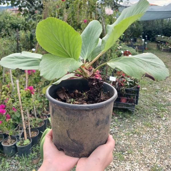 Bergenia cordifolia Zemheri Ortancası