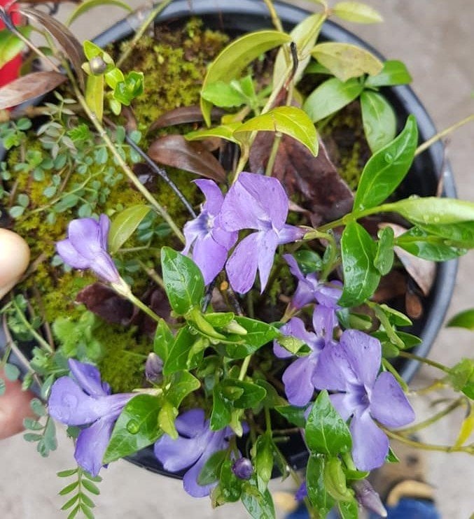 Vinca Minor Panta Cezayir Menekşesi Fidesi