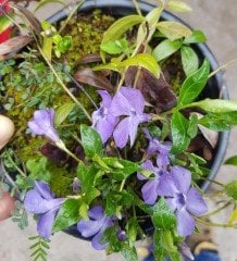 Vinca Minor Panta Cezayir Menekşesi Fidesi