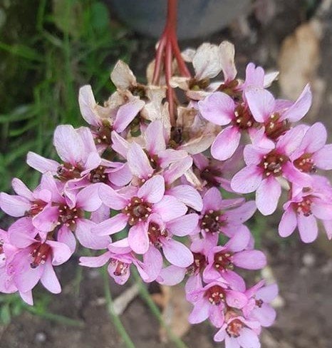 Bergenia cordifolia Zemheri Ortancası