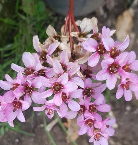 Bergenia cordifolia Zemheri Ortancası Anaç Bitki