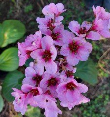 Bergenia cordifolia Zemheri Ortancası Anaç Bitki