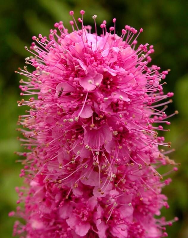 Spiraea Douglasii