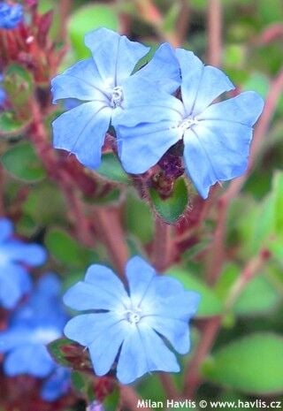 Ceratostigma Griffithii Fidesi Giffith's Plumbago