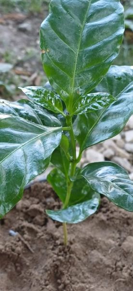 Kahve (Coffea Arabica) 20-30 cm