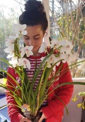 Orkide(Cymbidium)Beyaz Fidanı-Canlı Resimdeki Bitki-Soğuklara Dayanıklı Çeşit-Bol Çiçekli