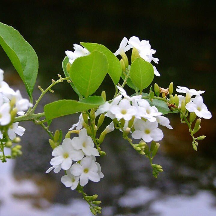 Beyaz Duranta Erecta-Ağaç Menekşesi Fidanı 20-30 cm