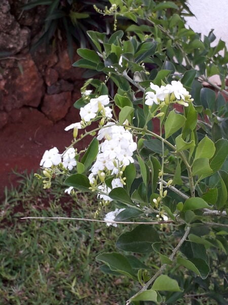 Beyaz Duranta Erecta-Ağaç Menekşesi Fidanı 20-30 cm