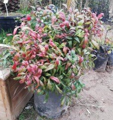 Nandina Domestica Firepower Bodur Cennet Bambusu-İthal-100 cm-Saksıda-Resimdeki Bitkiler
