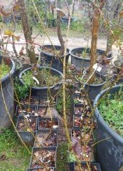 Alıç ( Sarı Meyveli Aşılı Belen Alıcı) Fidanı- 140-147 cm-3-4 Yaş